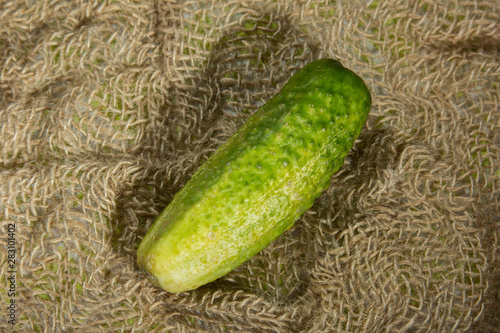 Cucumber