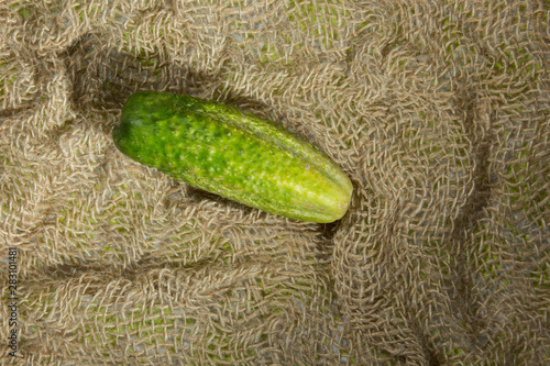 Cucumber