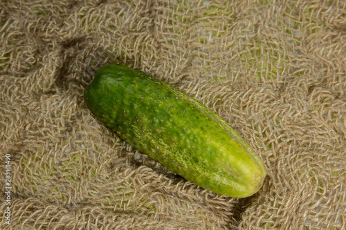 Cucumber