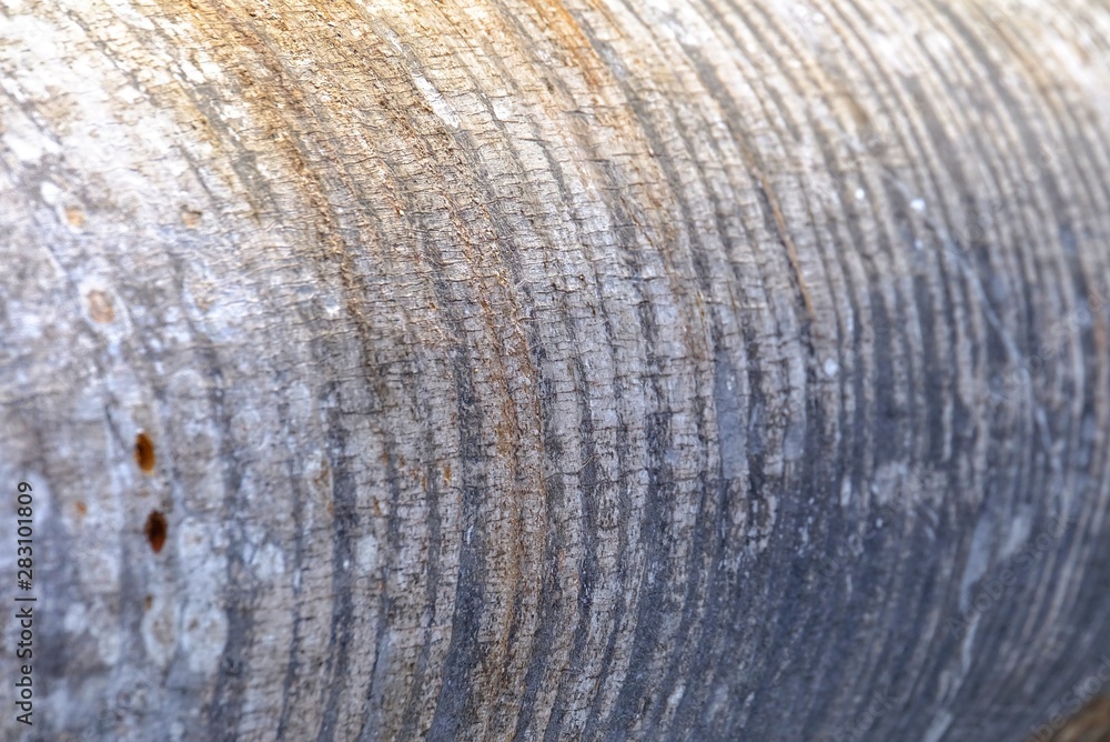 Close up tropical skin surface of palm tree and warm light for background backdrop Close up tropical skin surface of palm tree and warm light for background backdrop