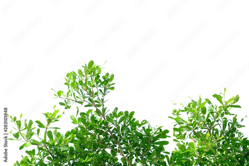 Tropical tree leaves on white isolated background for green foliage backdrop 