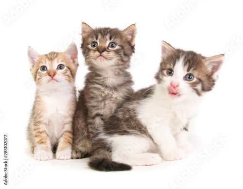 Three baby kittens.