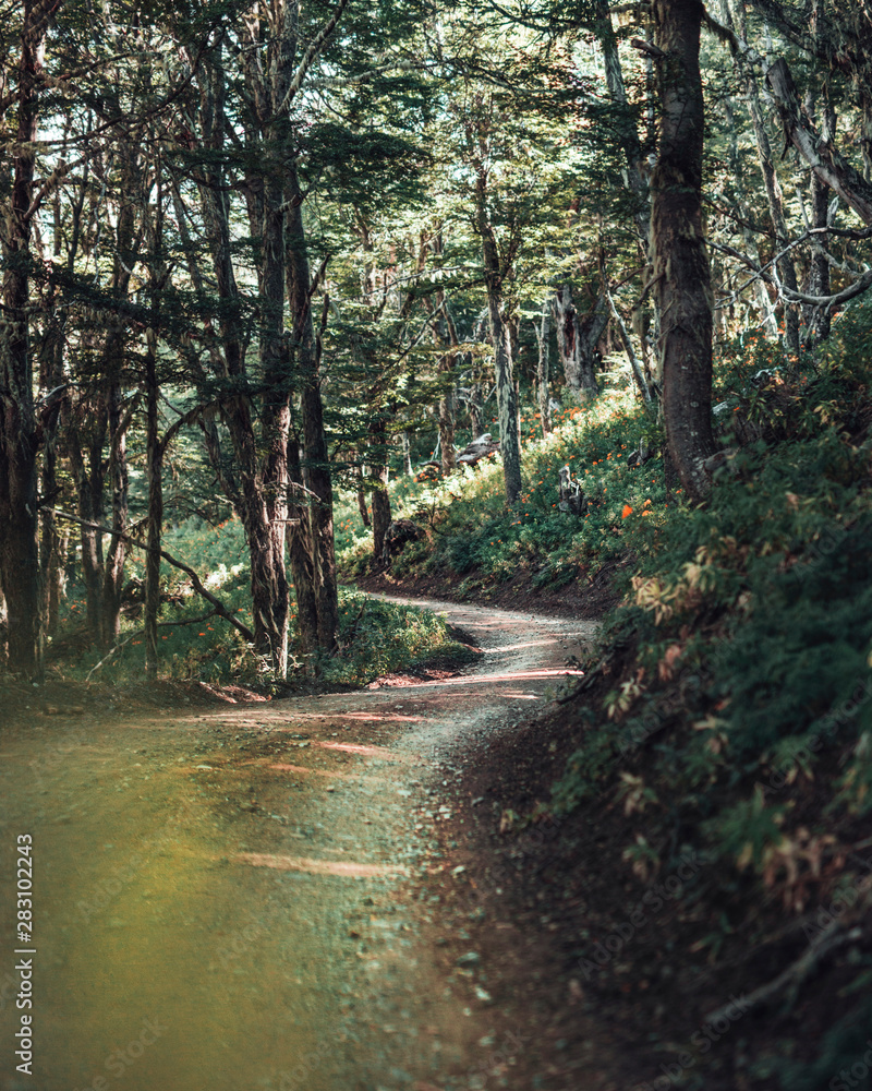 Obraz premium forest roads