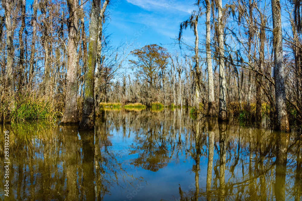 Obraz premium Cypress tree trunks and their water reflections in the swamps near New Orleans, in the Louisiana Bayou