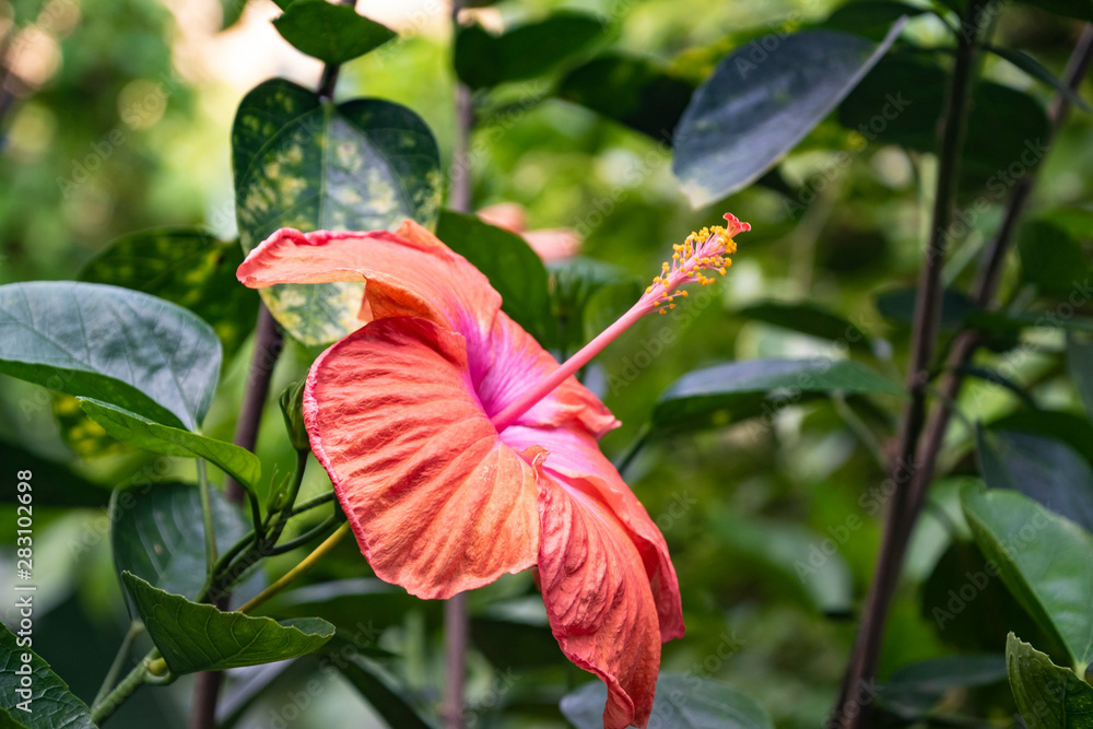 Orange Chinese Hibiscus, China rose flower in a garden, close up. Orange Chinese Hibiscus, China rose flower in a garden, close up.