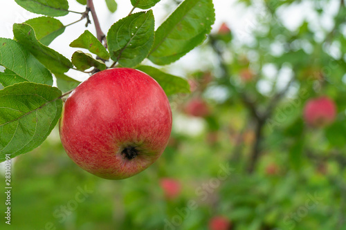 Red apple on branch in garden
