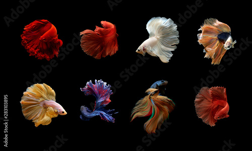 Wallpaper Mural Collection of Siamese Fighting Fish betta on black Torontodigital.ca