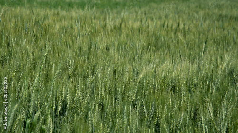 Agriculture background of a green wheat field with subtle texture. Agriculture background of a green wheat field with subtle texture.