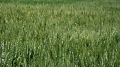 Agriculture background of a green wheat field with subtle texture. © Kelly