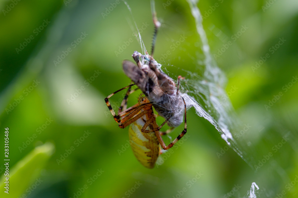 Allphotokz Spider 20130805 3400 5DM3 Allphotokz Spider 20130805 3400 5DM3