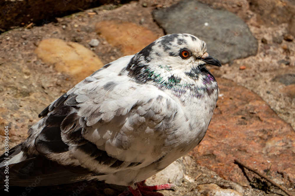 Fototapeta premium Black and white pigeon