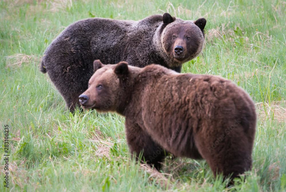 Obraz premium Grizzly bears in the wild