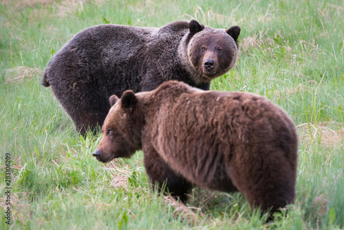 Grizzly bears in the wild