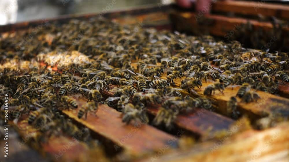 lot of bees at the beehive close up lot of bees at the beehive close up