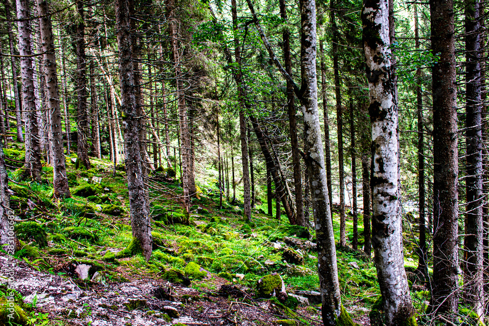 pine forest on the Lagorai pine forest on the Lagorai