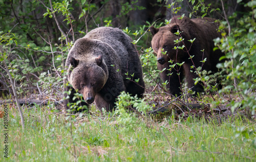 Grizzly bears in the wild