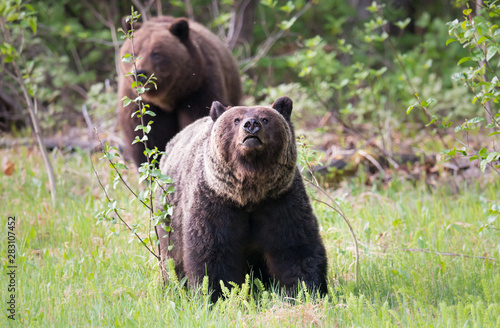 Grizzly bears in the wild