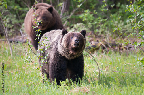 Grizzly bears in the wild