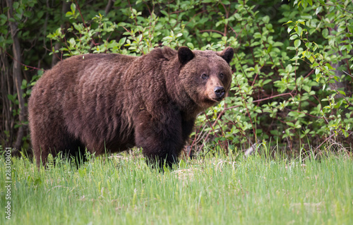 Grizzly bears in the wild © Jillian
