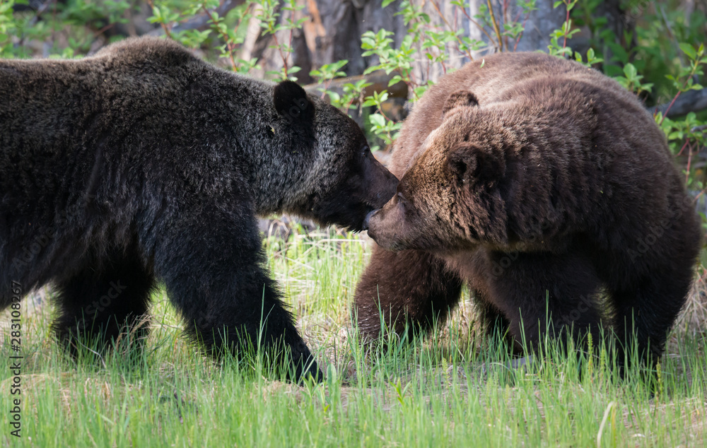 Grizzly bears in the wild Grizzly bears in the wild