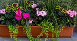 Annual plants in floral decorative compositions. Landscaping of balconies and verandas.