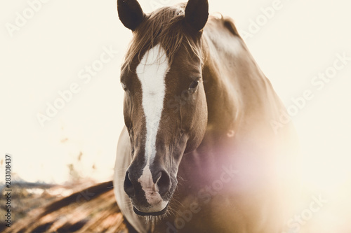 Rustic horse image of mare looking at camera during summer sunrise. photo