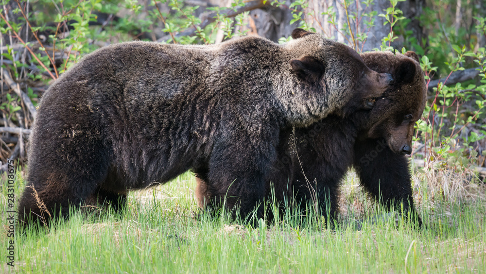 Grizzly bears in the wild Grizzly bears in the wild
