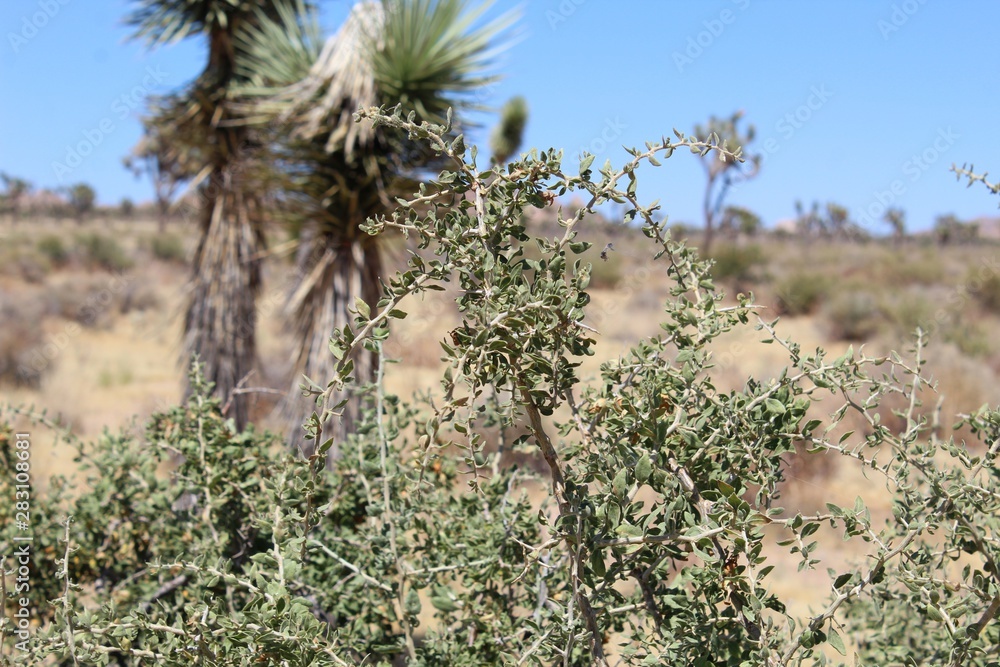 Peach Thorn is the common name for a shrub phytogenically organized under the term Lycium Cooperi. They are members of indigenous Southern Mojave Desert plant communities in Joshua Tree National Park. Peach Thorn is the common name for a shrub phytogenically organized under the term Lycium Cooperi. They are members of indigenous Southern Mojave Desert plant communities in Joshua Tree National Park.