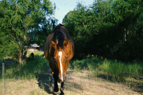 Bay mare walking toward camera during summer. photo