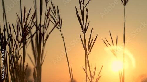 Native Bluestem Prairie Grasses at Sunrise