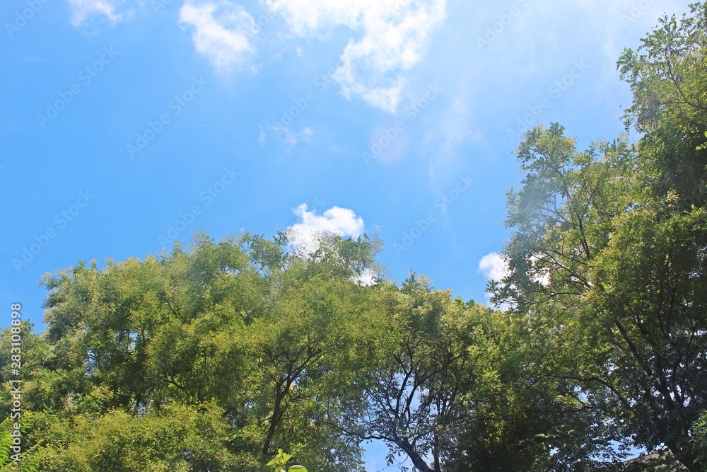 Obraz premium 나무가지 잎