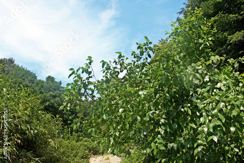 대추나무 잎
