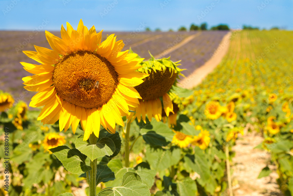 Fototapeta premium Field with lavender and sunflower flowers. French Provence near Valensole