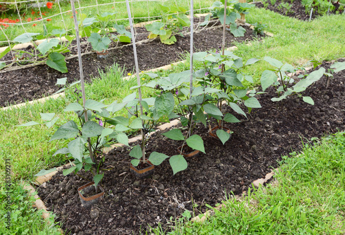 Row of dwarf French bean plants