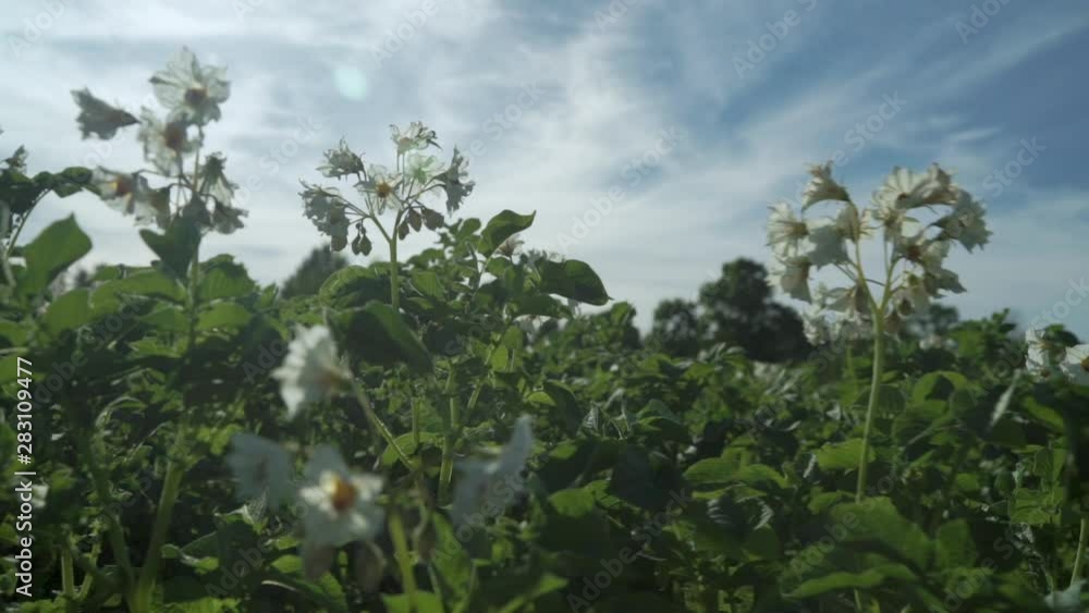 Potatoes agricultural field white flowers blue sky Potatoes agricultural field white flowers blue sky