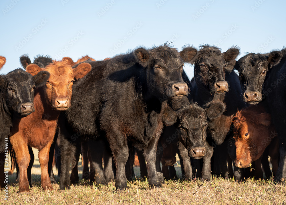 Fototapeta premium Herd of young cows