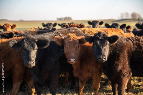 Wallpaper Mural Herd of young cows Torontodigital.ca