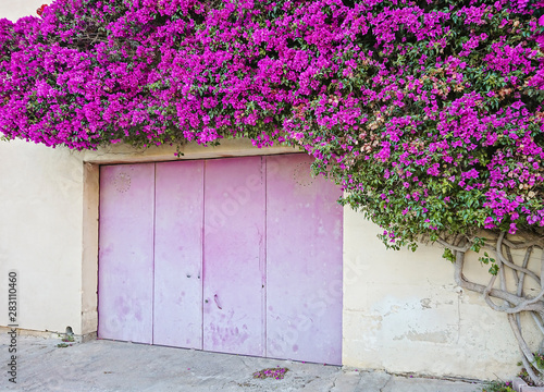 Beautiful Paperflower bush covers the wall of residential building and create natural arch photo