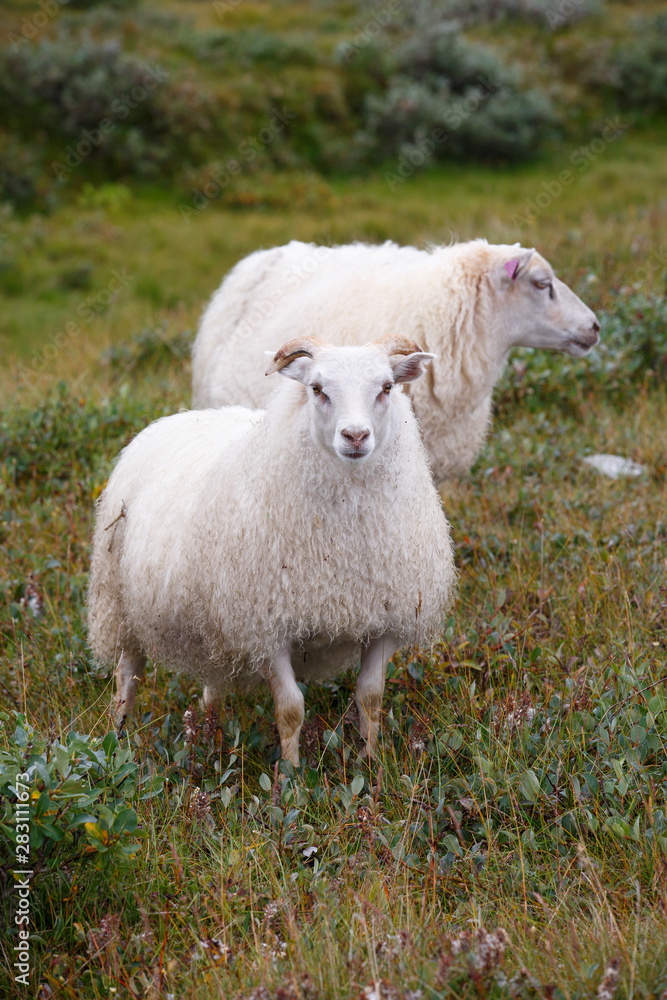Naklejka premium White Icelandic sheep close up