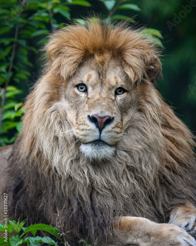 portrait of a lion