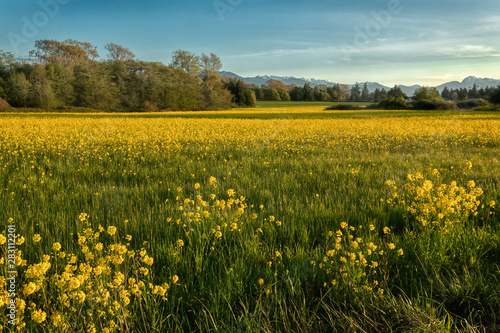 Fields of Gold © dave