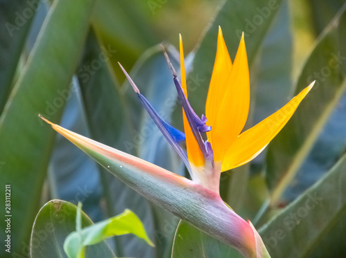 strelitzia reginae  photo