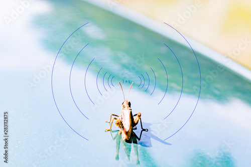 Photo insect grasshopper on a colored background
