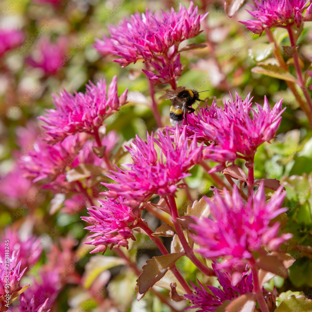 Blossom of sedum spurium, sort Schorbusser blut in alpine garden. Ground cover plants on the Alpine hill. Blossom of sedum spurium, sort Schorbusser blut in alpine garden. Ground cover plants on the Alpine hill.