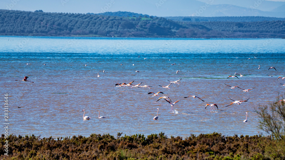 Greater Flamingos in Lagoon Fuente de Piedra, Andalusia, Spain