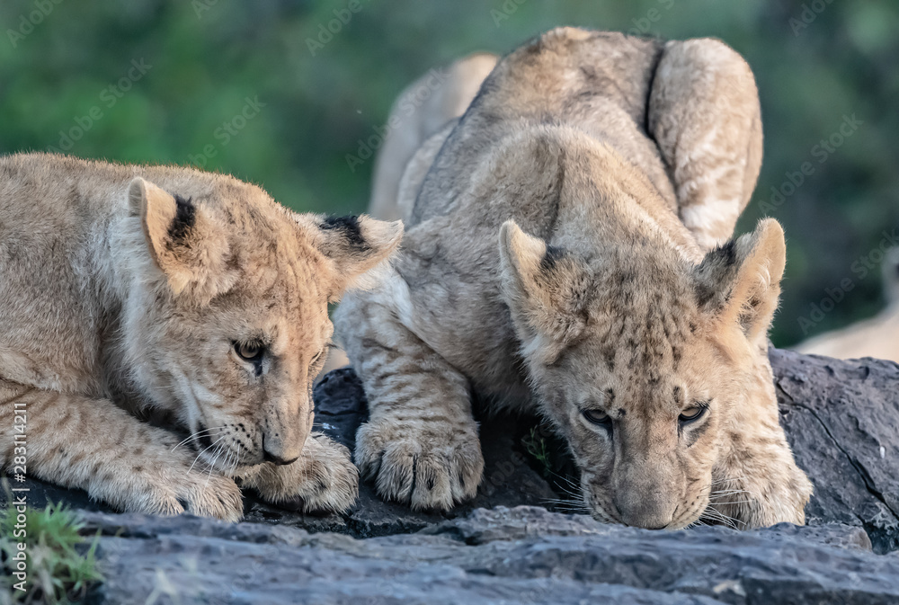 Lion Pride with several female adult lions and numerous babies and juveniles in Maasi Mara, Kenya. Lion Pride with several female adult lions and numerous babies and juveniles in Maasi Mara, Kenya.