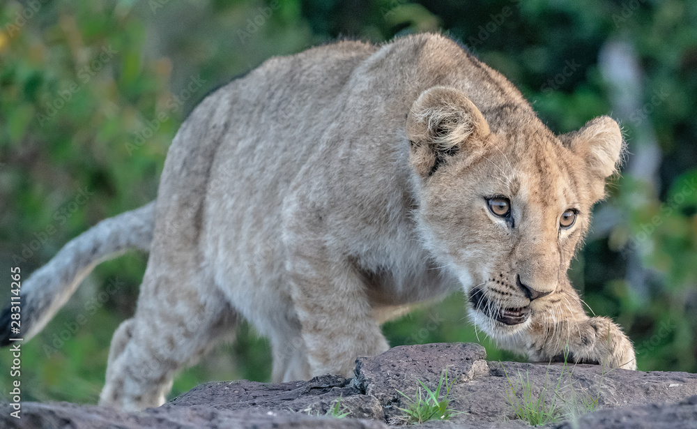 Obraz premium Lion Pride with several female adult lions and numerous babies and juveniles in Maasi Mara, Kenya.