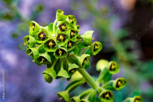 Unique green plant in El Torcal de Antequera, Malaga, Andalusia, Spain.
