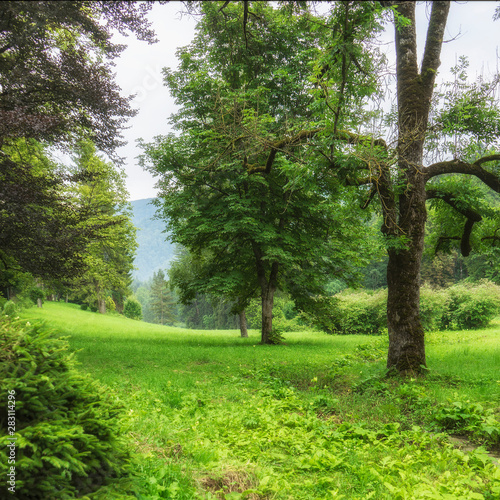 Beautiful summer landscape with trees and green grass