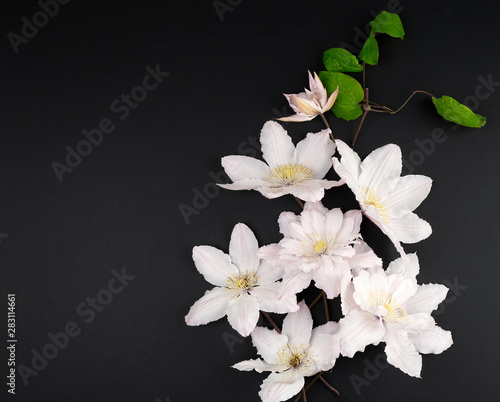 white flowers and green leaves of clematis on a black background